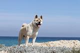 AKITA AMERICAIN 092